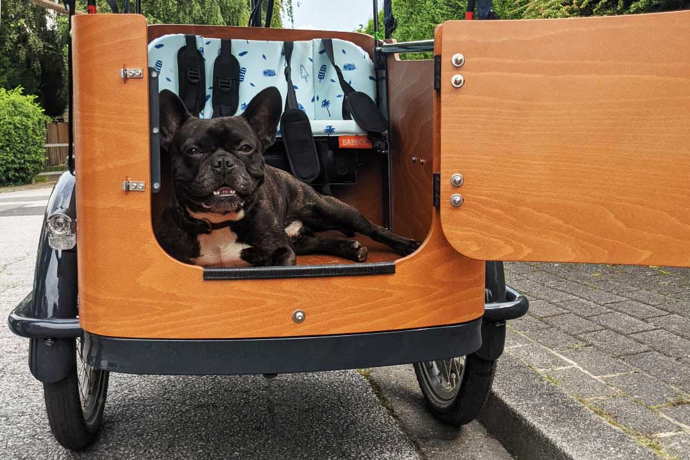 Ein Hund liegt im Lastenrad von Babboe